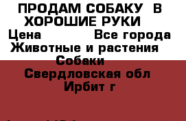 ПРОДАМ СОБАКУ  В ХОРОШИЕ РУКИ  › Цена ­ 4 000 - Все города Животные и растения » Собаки   . Свердловская обл.,Ирбит г.